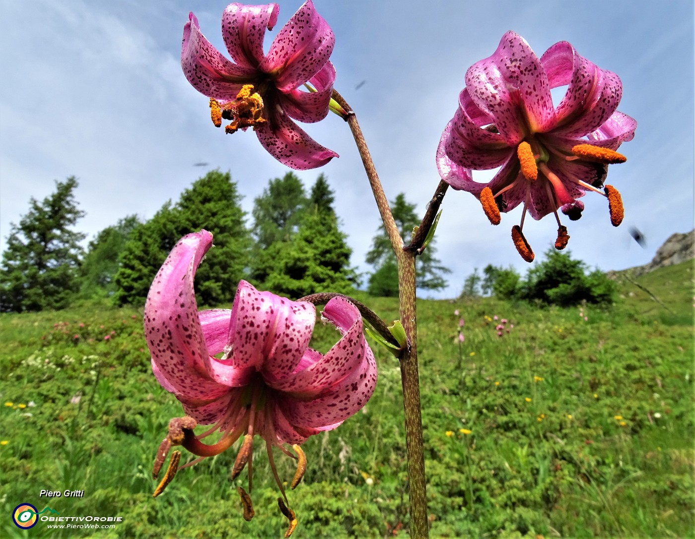 23 Giglio martagone (Lilium martagon).JPG